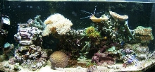 26g reef