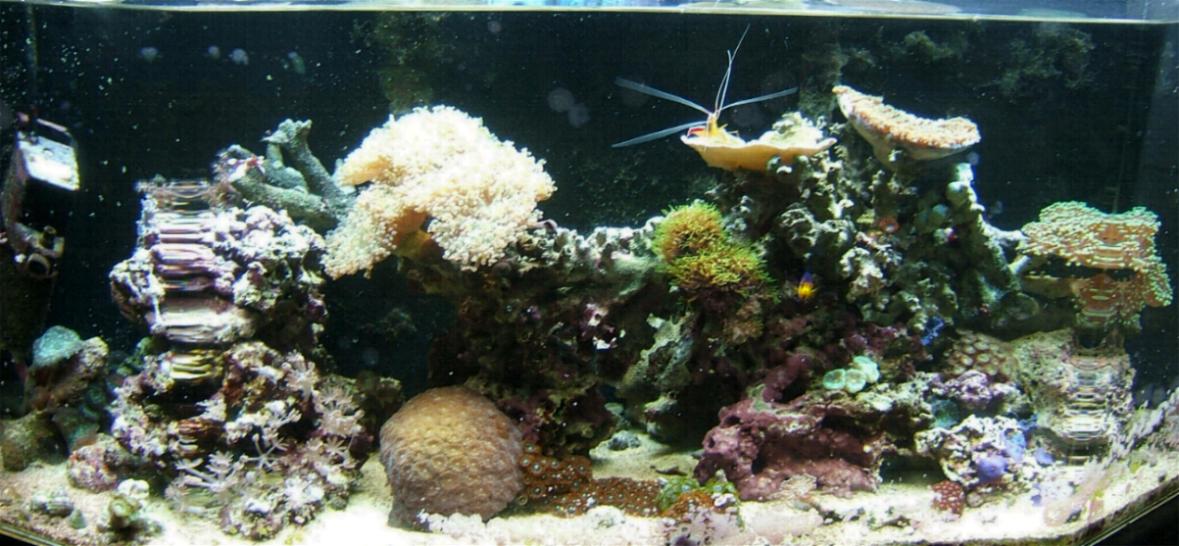 26g reef