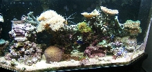 26g reef