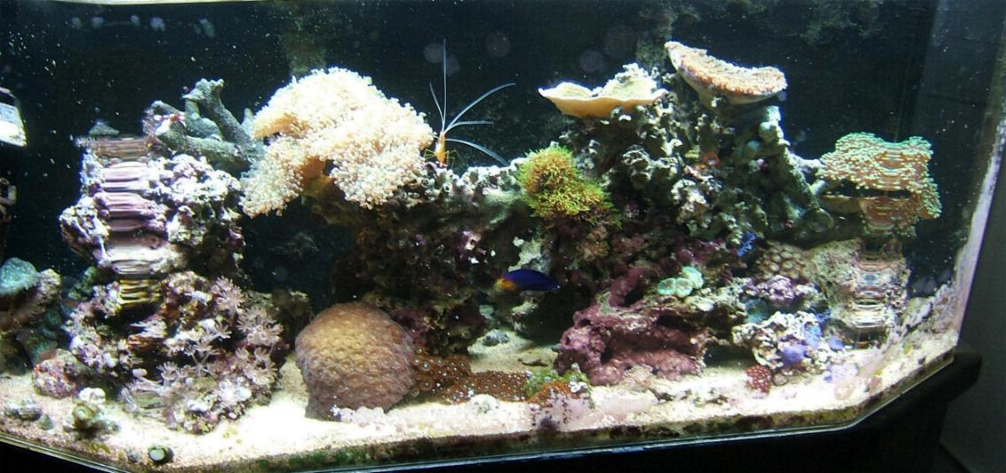 26g reef