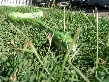 snake in the grass