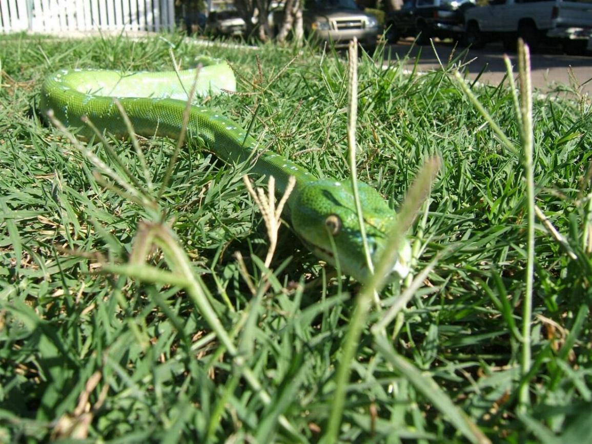 snake in the grass