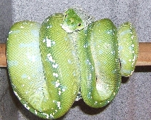 green tree python GTP starting to shed