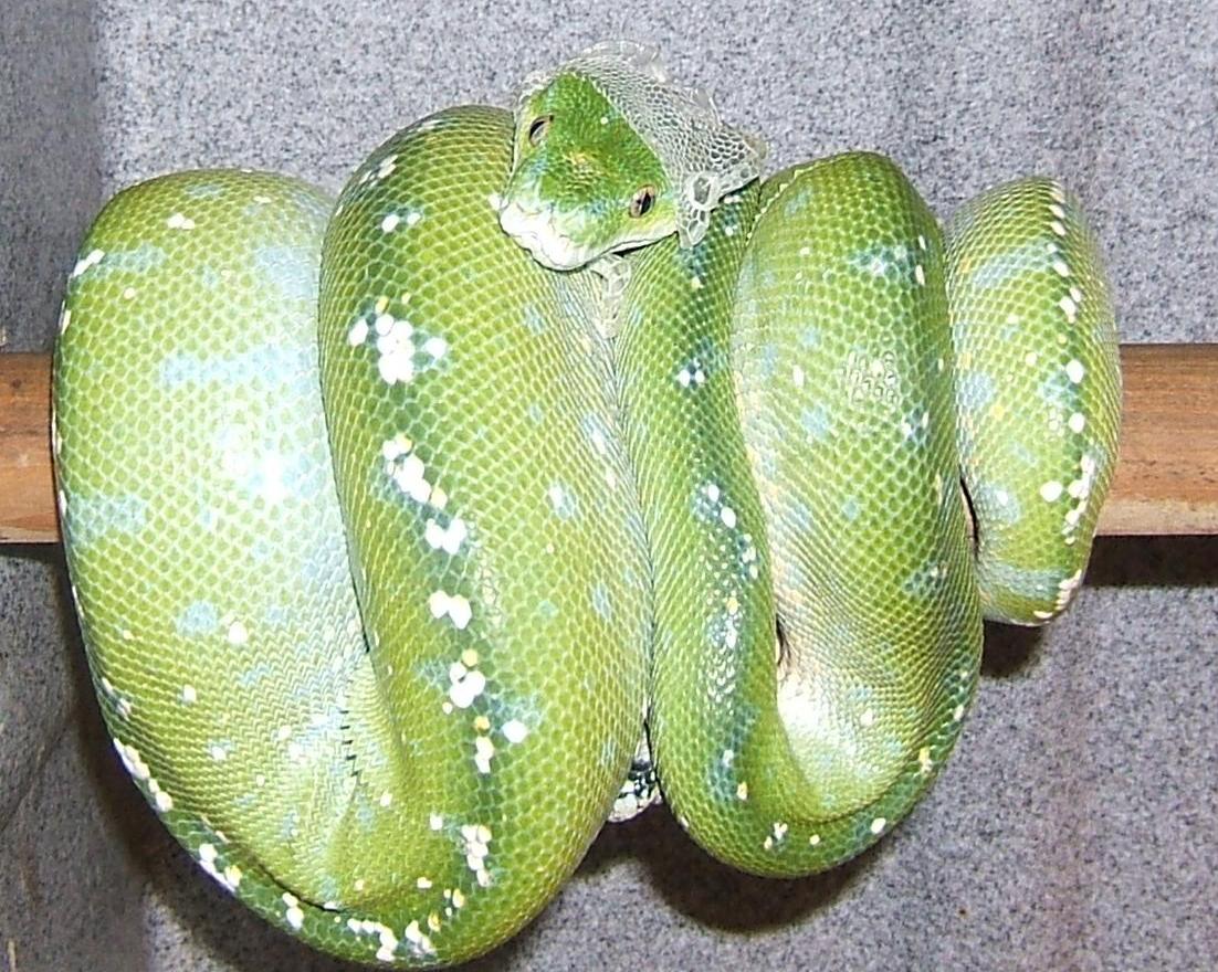 green tree python GTP starting to shed