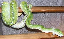 green tree python shedding