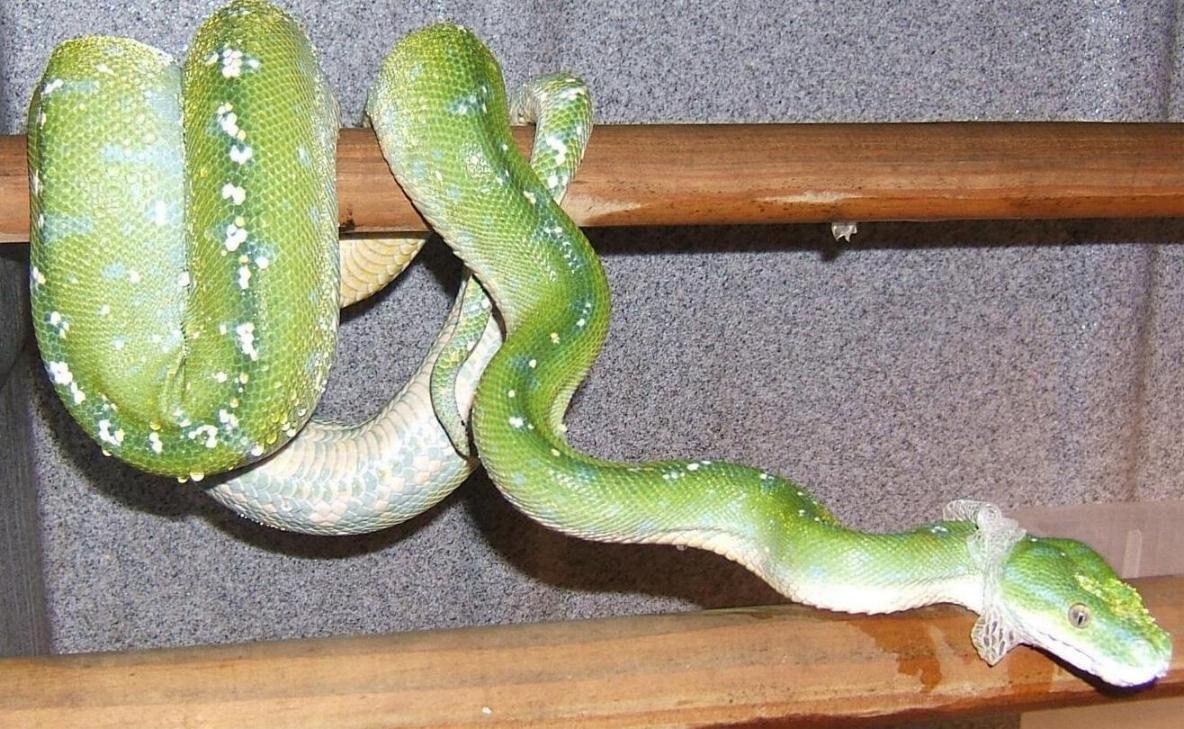 green tree python shedding