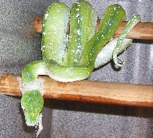 green tree python shedding