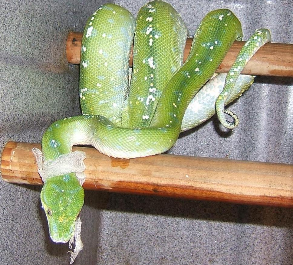 green tree python shedding