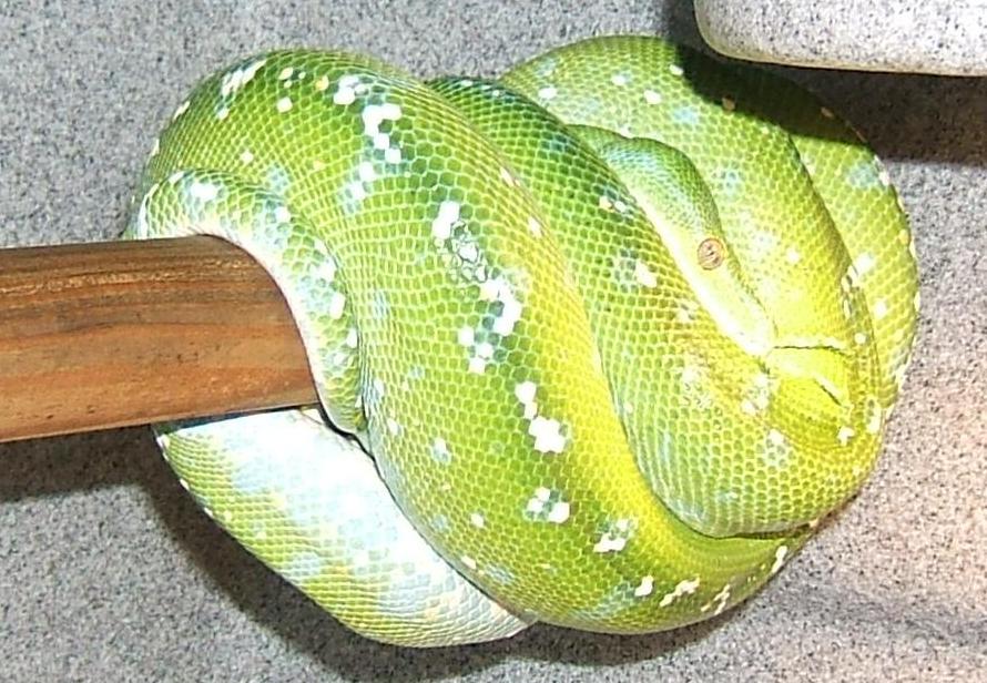 green tree python shedding
