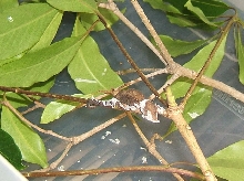Chamaeleo jacksonii jacksonii baby shedding