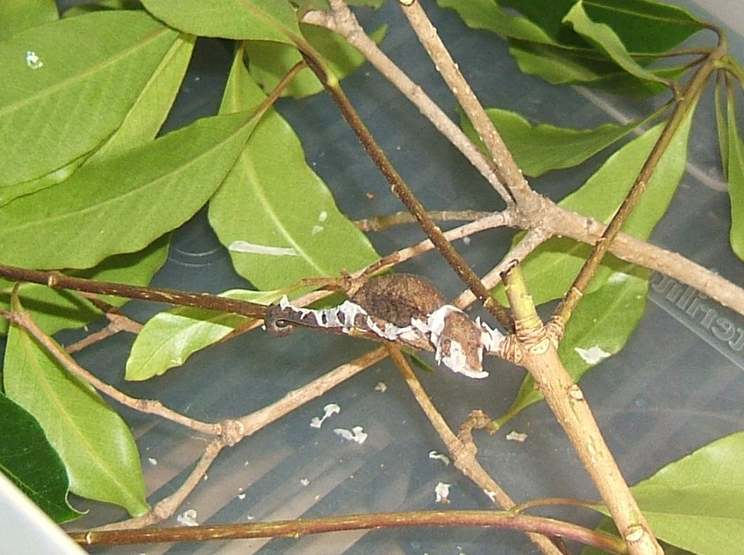 Chamaeleo jacksonii jacksonii baby shedding