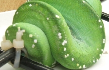 silver on gtp