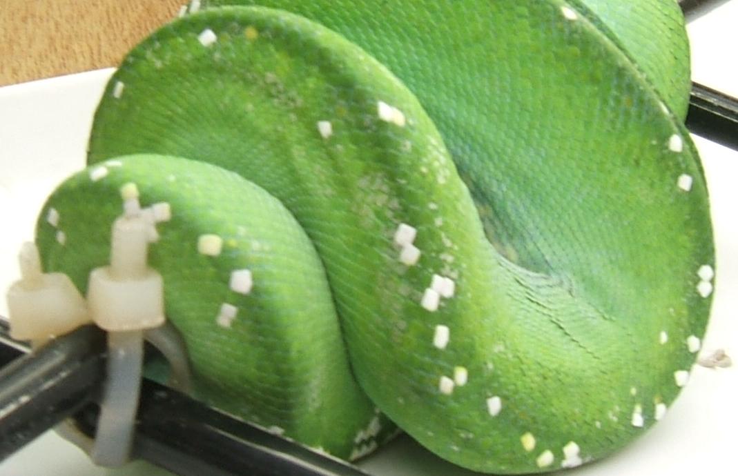 silver on gtp