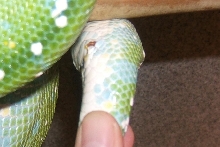 GTp spur