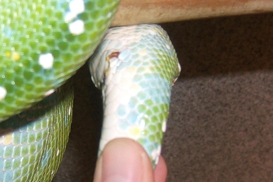 GTp spur