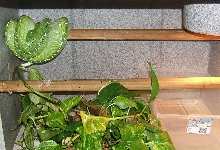 male Aru gtp