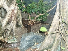 king cobra at san diego zoo