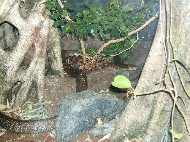 king cobra at san diego zoo