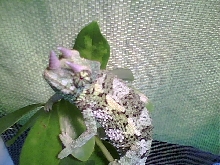 male jackson's chameleon