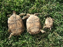 Cal desert tortoises