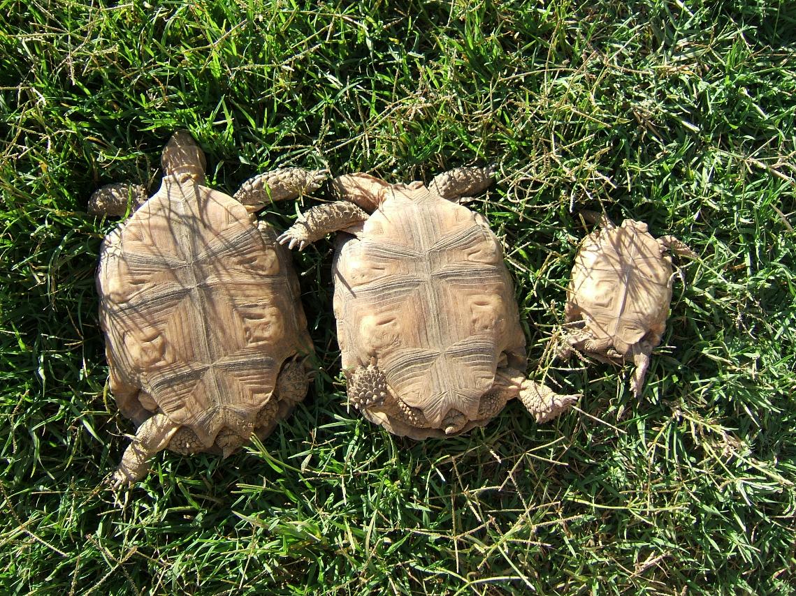 Cal desert tortoises