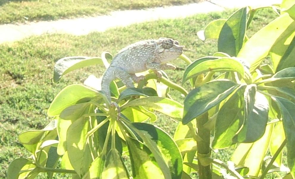 young C. jacksoni jacksoni