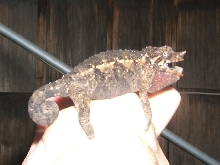 young C. jacksoni jacksoni