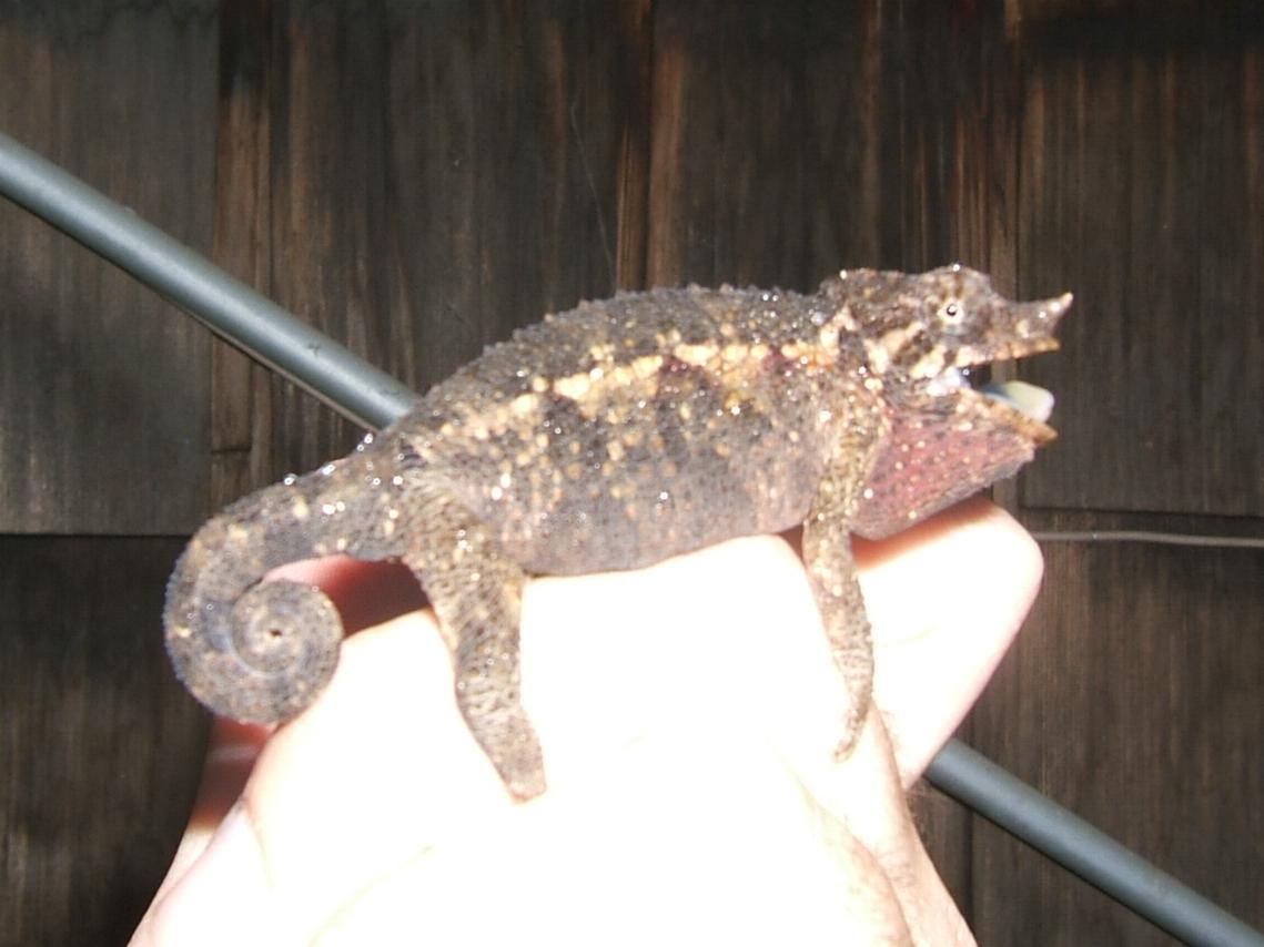 young C. jacksoni jacksoni