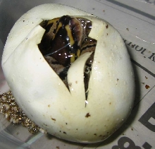 Hatching Ball