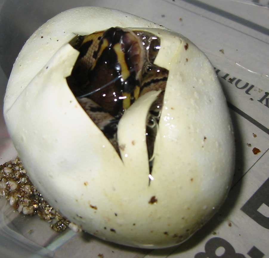 Hatching Ball
