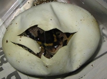 Hatching Ball