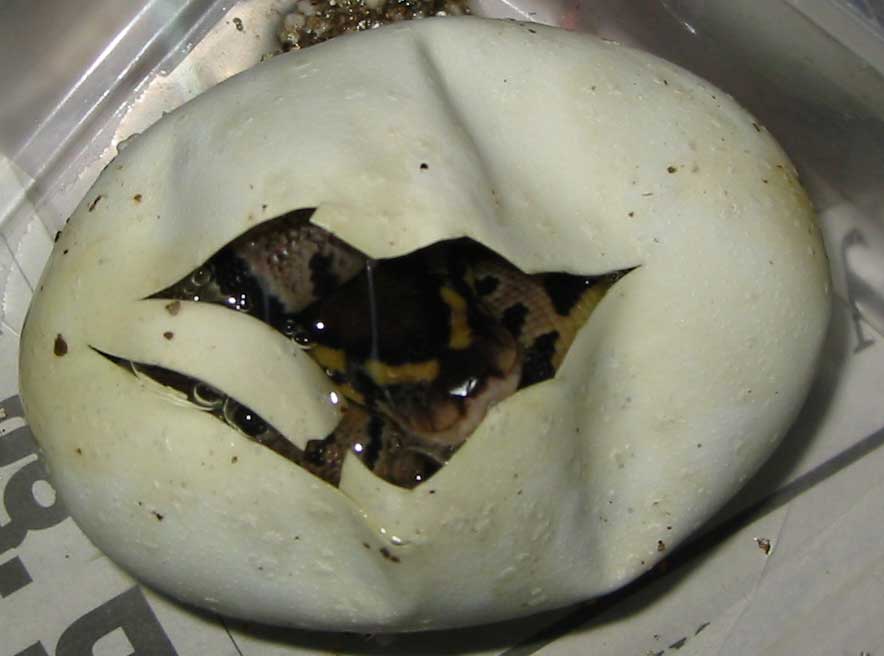 Hatching Ball