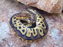 2007 Clown Ball Python