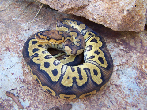 2007 Clown Ball Python