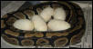 PRN103 With '04 Eggs