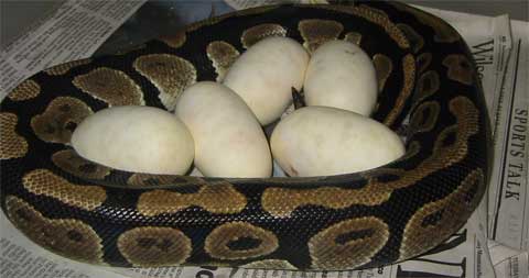 PRN103 With '04 Eggs