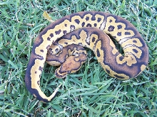 2007 Clown Ball Python