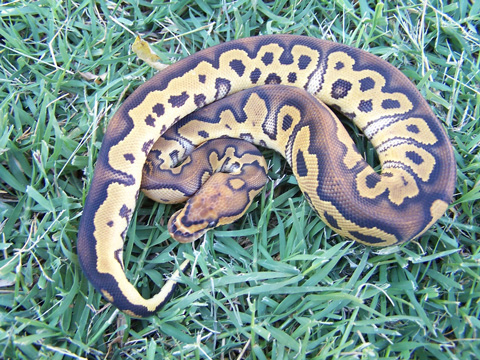 2007 Clown Ball Python