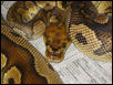 Adult Male Clown Ball Python