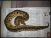 Adult Male Clown Ball Python