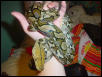 yellowhead retic