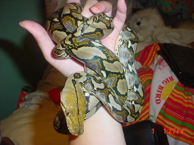 yellowhead retic