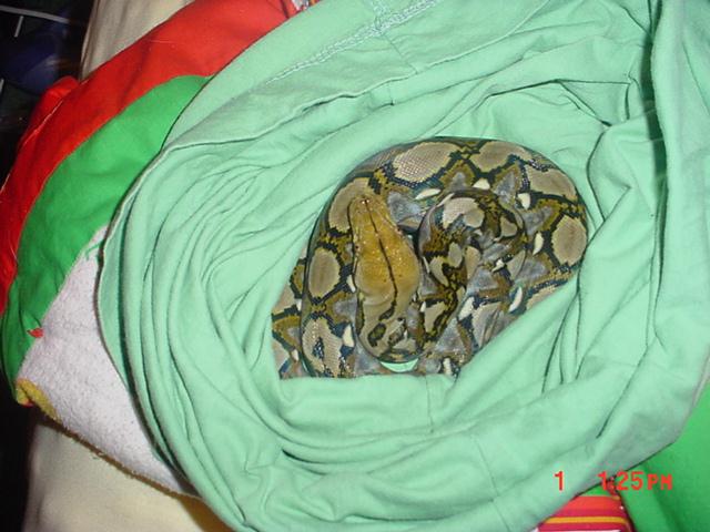 yellowhead retic