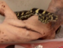 Jungle Carpet Python