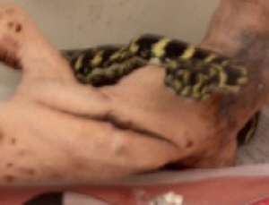 Jungle Carpet Python