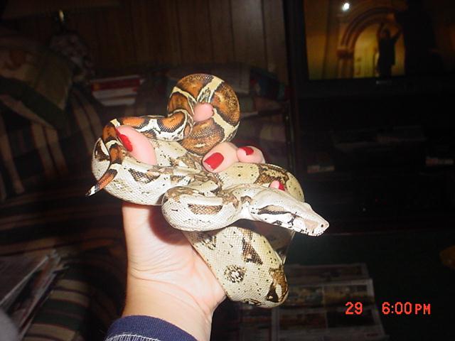 yearling colombian