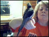 Birdy Boo
