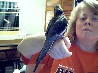 Birdy Boo