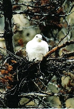 white dove ?