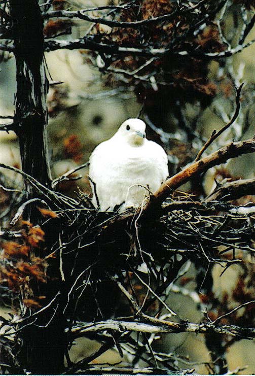white dove ?